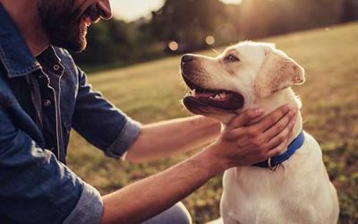 How to Prepare Your Dog for a Stay in Kennels?