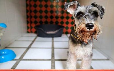 How to Choose the Best Boarding Kennels in Chester?
