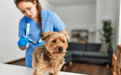 What Vaccinations Do Pets Need for Boarding Kennels?