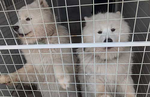 Dog Accommodation Overnight Stays