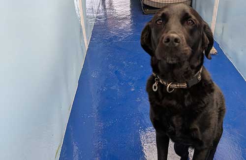 Doggy Day Care 