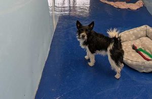 Premium Dog Boarding Kennels